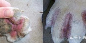 狗狗脂溢性皮炎怎么治:狗狗脂溢性皮炎如何治？