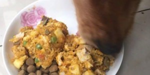 狗狗食物做法:狗狗的食物怎样搭配才营养啊？