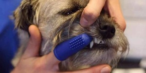 狗狗牙齿太尖了怎么办:</strong>宠物专用牙刷或者儿童型牙刷、医用纱布、宠物牙膏。</p><p>1.将牙膏挤在牙刷上，轻轻翻起狗狗的嘴唇，按照与牙龈的垂直方向刷。</p><figure><nos