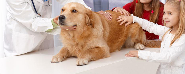 狗狗得黄疸的原因 别把黄疸不当病
