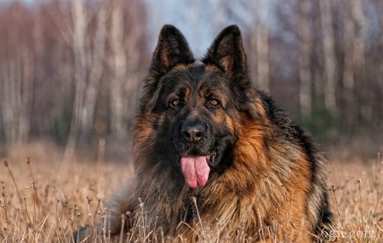 狗关节炎最有效方法 狗狗的关节炎能治好吗