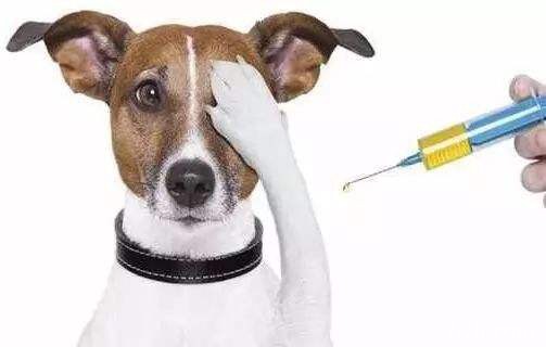 狗什么时候打狂犬疫苗合适