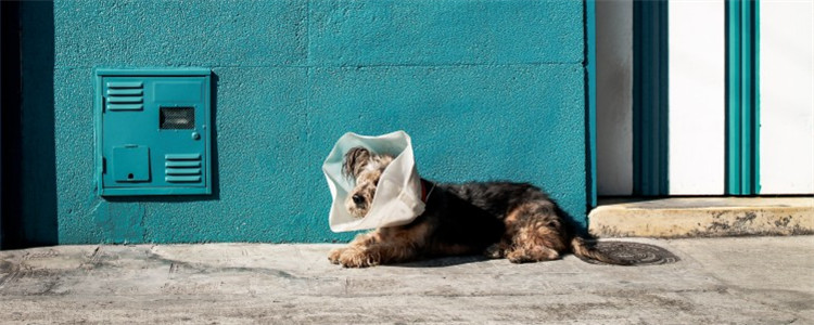 狗麻醉术后多久喝水 狗狗能喝水的同时也能吃东西吗