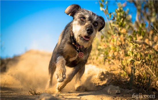 狗狗腹泻的原因有哪些？ 狗狗腹泻症状及防治