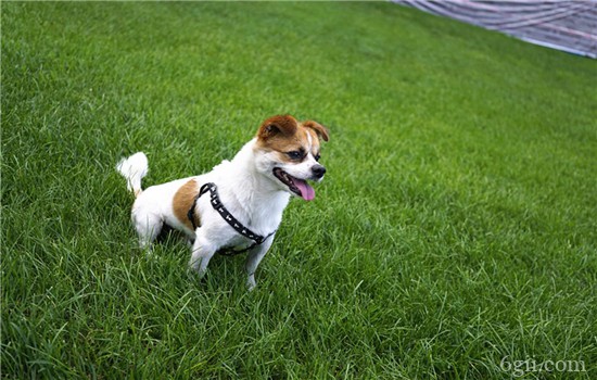 狗狗为什么爱吃草？ 这个问题有非常大的争议！