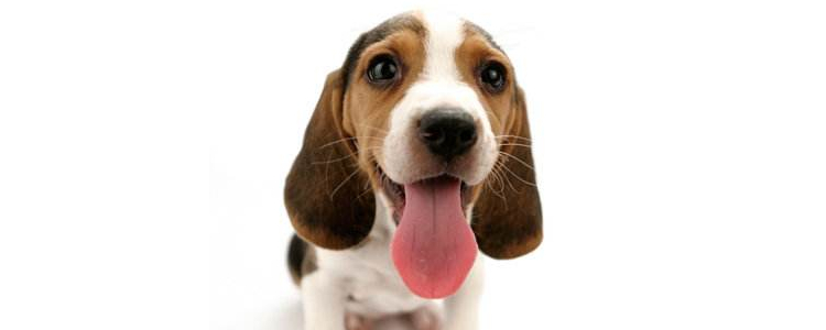 狗狗耳血肿怎么治疗 可保守治疗还是必须手术？