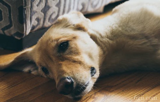 狗狗吐很多次 如何正确治疗预防？