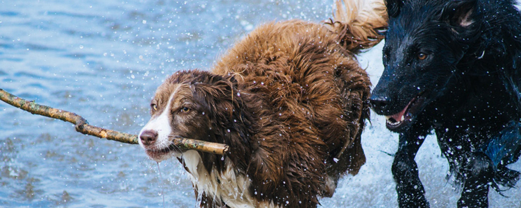 冬季狗狗容易得的疾病 都有些什么症状？