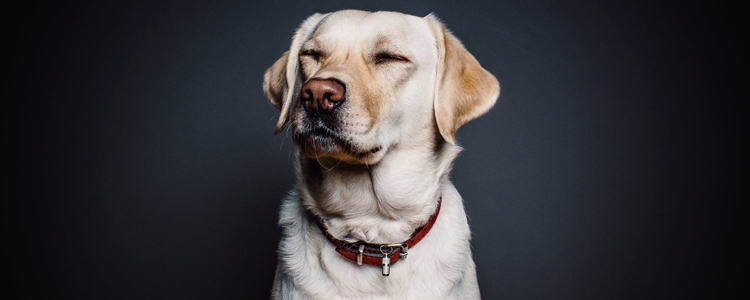 狗狗口腔炎什么症状 为什么会有口腔炎？