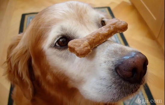 如何训练狗狗拒食生人食物 训练四部曲