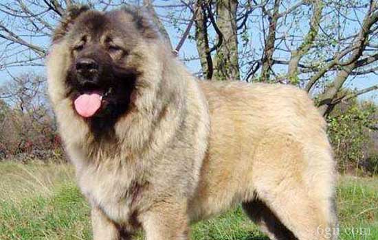 世界军犬排名 全世界军队最威猛的七大军犬