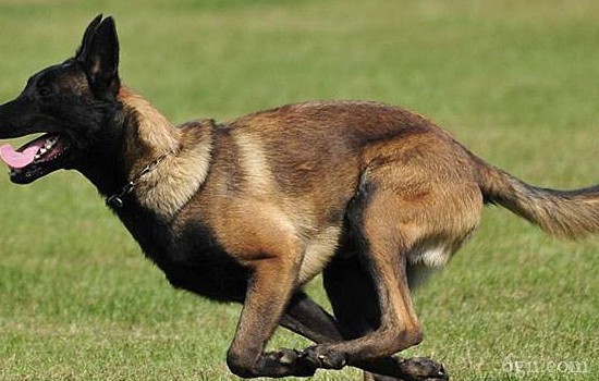 怎么训练狗狗跳跃 让狗狗成为跳高高手