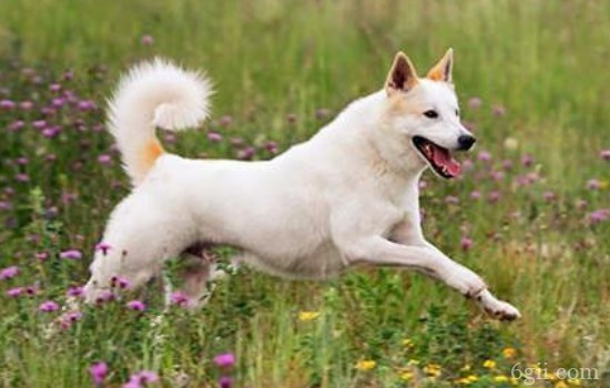 怎么训练狗狗跳起来接东西 与狗狗互动的好方式