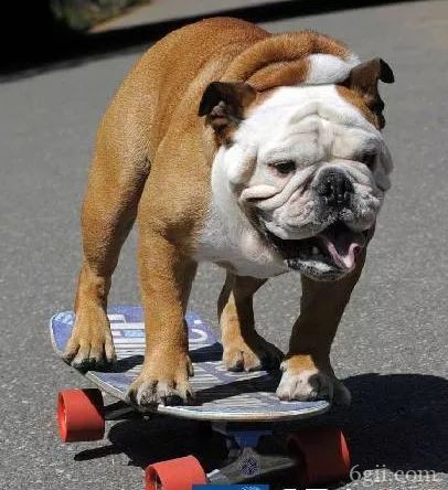 怎么训练狗狗滑滑板 狗狗玩滑板的图片教程