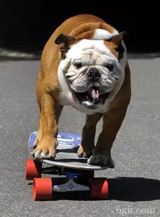 怎么训练狗狗滑滑板 狗狗玩滑板的图片教程