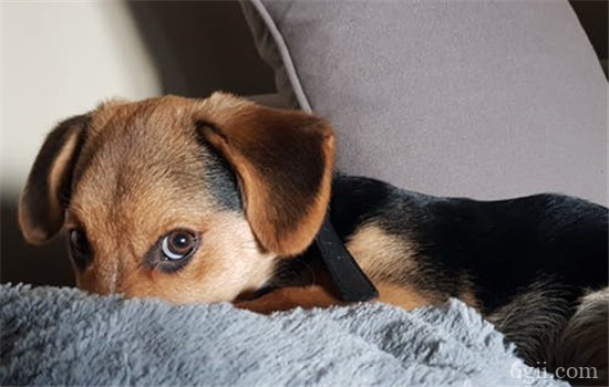狗狗喜欢趴在沙发上怎么办 如何让狗狗不趴在沙发上