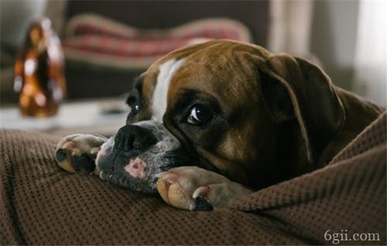 狗狗喜欢趴在沙发上怎么办 如何让狗狗不趴在沙发上
