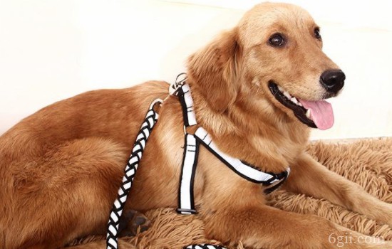 如何正确使用狗狗牵引绳 利用牵引绳达到训练狗狗的目的