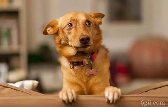狗狗安定信号是什么 你接受到狗狗发出的信号了吗