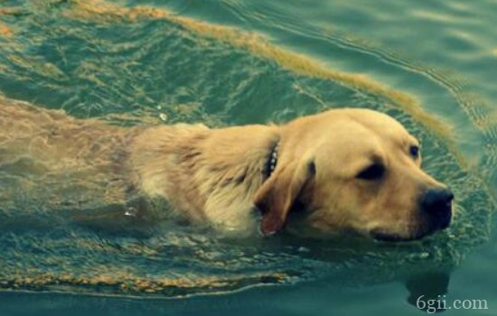 如何教狗狗游泳？ 教狗狗快速游泳小办法