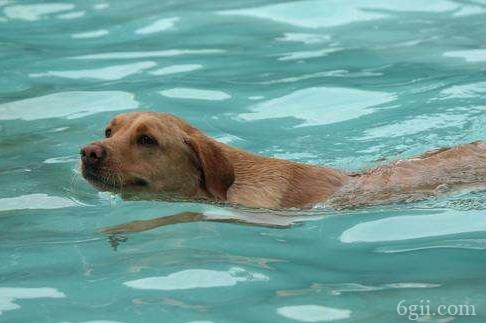 为什么狗天生会游泳