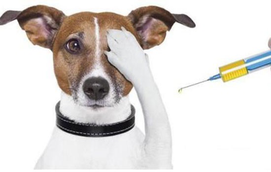 犬肺炎症状与治疗 如何初步诊断你家狗狗是否肺炎