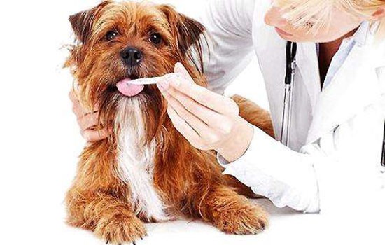 狗传染性肝炎的症状 关于传染性肝炎你想知道的一切