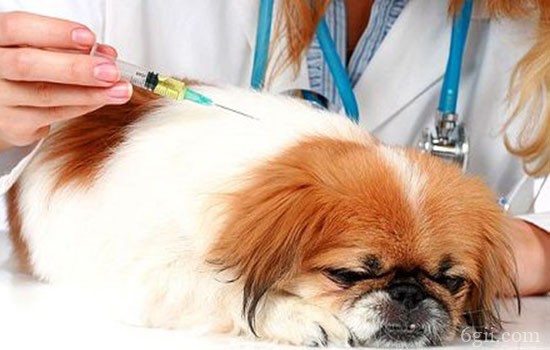 狗狗容易得那些皮肤病 狗狗常见皮肤病治疗手册