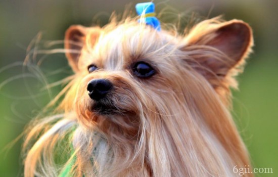 狗狗耳螨怎么治 保护狗狗耳朵健康从现在做起