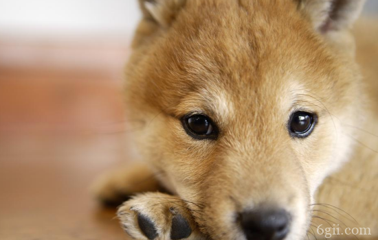 狗狗眼周分泌物多怎么办 狗狗眼屎这么多影响你爱它吗？