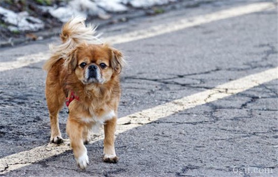 犬瘟的症状是什么 犬瘟严重可导致狗狗死亡