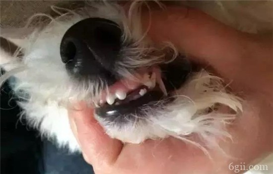 狗狗口腔疾病有哪些 多给狗狗刷牙准没错！