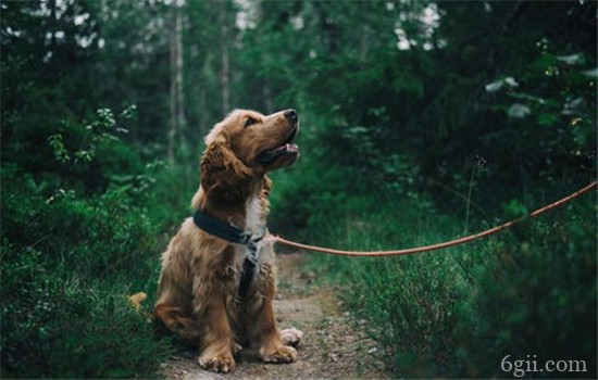狗狗为什么会得肺炎 引起狗狗肺炎的原因有哪些