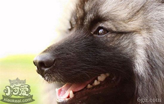 荷兰毛狮犬常见疾病及治疗 小心悄悄存在的常见疾病