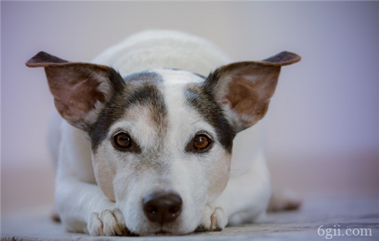 肾衰竭分哪两种 狗狗肾衰竭的症状是什么
