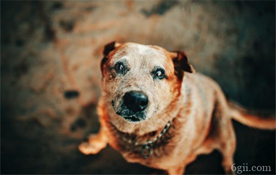 狗尿结石是怎么导致的 狗狗尿结石要如何治疗