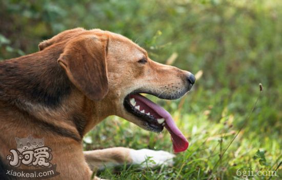 狗狗中暑怎么办 狗狗急性中暑与慢性中暑的症状及救治方法