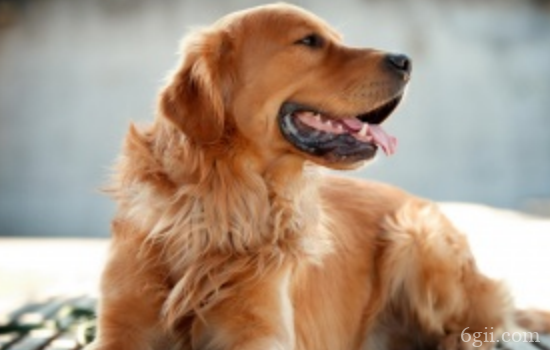 狗狗哮喘是什么原因 狗狗有时候喘气声很粗你注意到了吗？