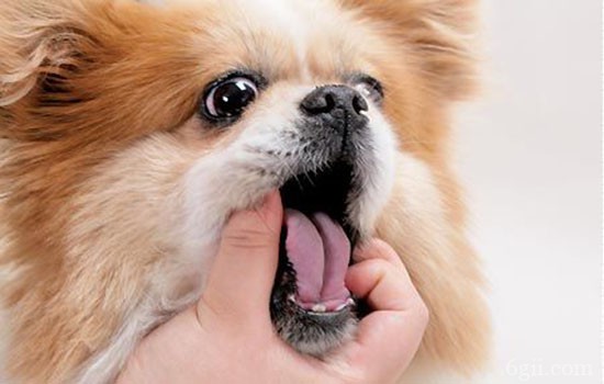 老年狗狗口臭怎么治疗 老年狗狗最易患口腔疾病