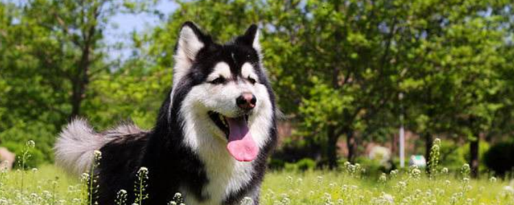 胰腺炎的狗不能吃什么 给狗狗喂食你这是在害它！