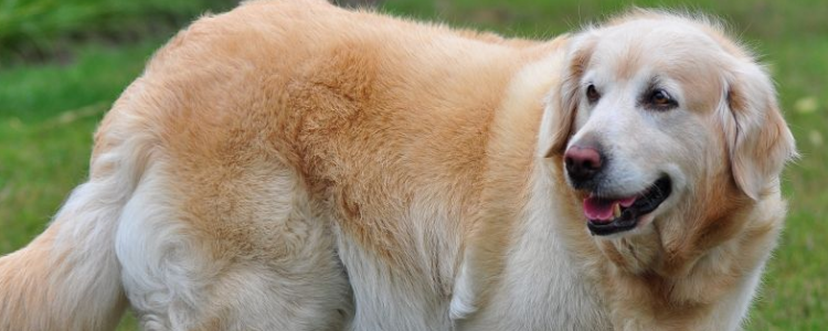 狗的胰腺炎怎么治 治疗胰腺炎也是持久战！