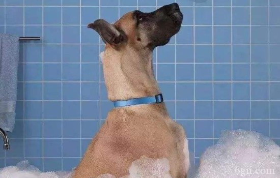 怎么给狗洗澡家里 给狗狗洗澡的方法