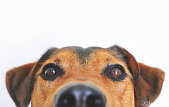 狗狗用鼻子拱食物是什么意思 狗用鼻子顶食物是什么意思