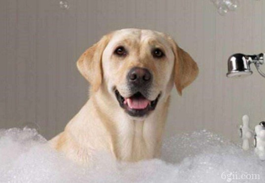 一个月的狗狗可以洗澡吗