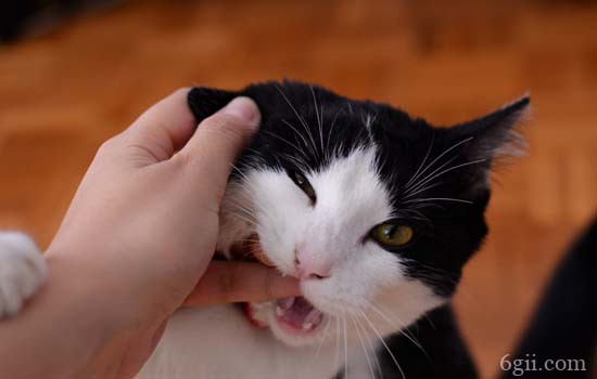 怎么给猫刷牙漱口