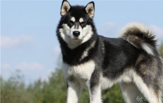 阿拉斯加雪橇犬价格 阿拉斯加雪橇犬价格是多少
