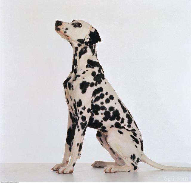 大斑点狗多少钱一只5千 大型斑点狗多少钱一只