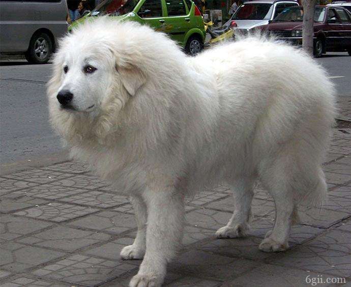 上海大白熊犬价格 上海大白熊犬多少钱一只