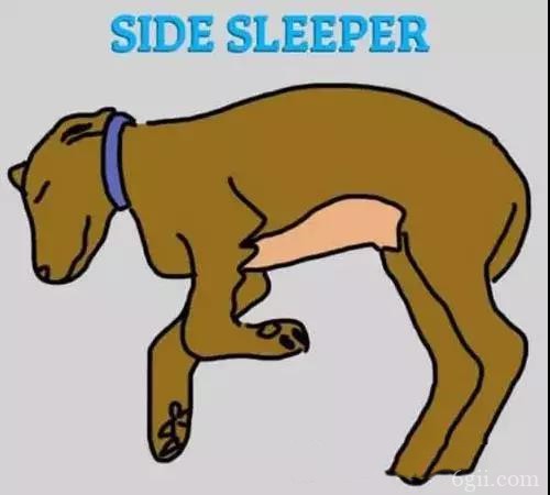 狗狗睡姿看性格 原来狗狗喜欢侧着睡是因为...