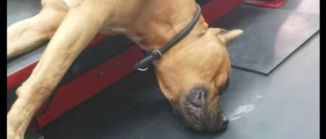 狗躺在升降机上呼呼大睡，还以为死了呢
